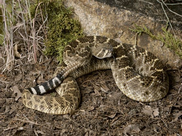 Sở dĩ được gọi là rắn đuôi chuông bởi loài rắn này có thể dùng đuôi để phát ra những tiếng kêu để xua đuổi, cảnh báo kẻ thù.